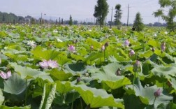 莲花县洋桥乡如何（洋溪莲花）