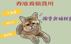 如何把猫带到台湾（怎么样把猫带到香港）