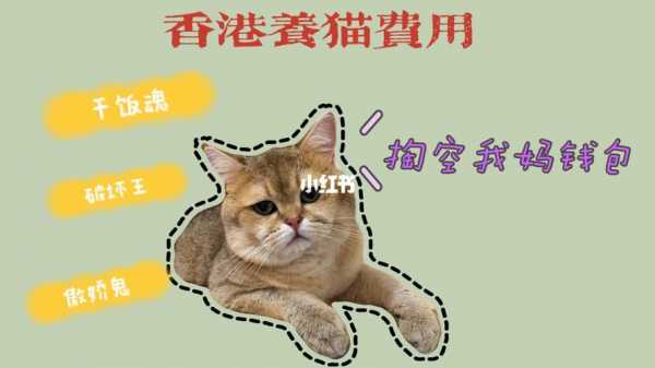 如何把猫带到台湾（怎么样把猫带到香港）-图1