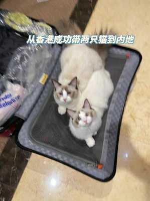 如何把猫带到台湾（怎么样把猫带到香港）-图3