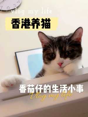 如何把猫带到台湾（怎么样把猫带到香港）-图2