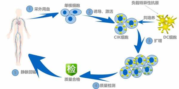 细胞如何快递寄送（细胞怎么运送）-图3