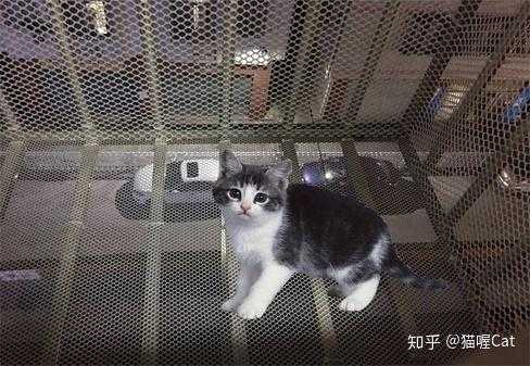 猫要如何运回台湾（猫咪怎么运回家）-图1